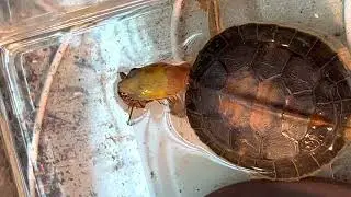 Feeding cricket to Golden headed box turtle. 金頭閉殼龜食蟀