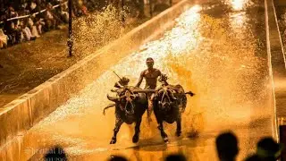 Kambala - Kane Palai - Beauty Of The Race - Vamanjuru Tervailguttu