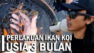 SELEKSI BERTAHAP IKAN KOI USIA TIGA BULAN