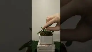 Feeding My Venus Flytrap Two LIVE Bugs #YouTubeShorts #Shorts