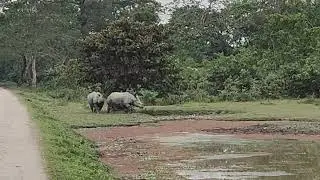 Wildlife one horn Rhino mating rare vedio , must subscribe 