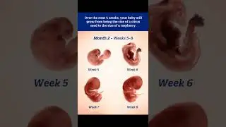 Second month of pregnancy