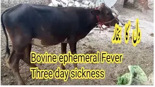 Three day Sickness ? Bovine Ephemeral Fever? BEF ? Dr.M Asif