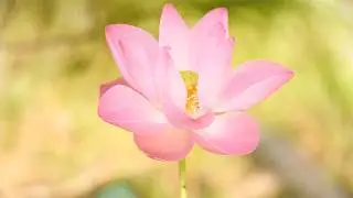 Morning Inner Peace | Music & Nature Relaxation