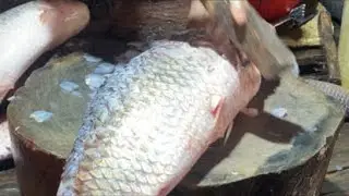 Real Fish Blogger // 
