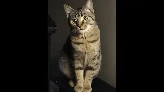 Incredible Rocket Launch Cat, Mountain Climbing Up The Screen (Hey guys! Watch this!)