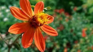 Dalia, la reina coronada de la flora mexicana