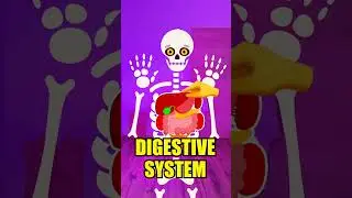 Let&rsquo;s Explore The Amazing Organs Inside Your Body! #learn #kidsvideo