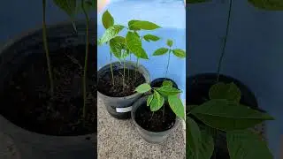 Mahogany Tree Seedlings (Swietenia mahogani)