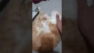Oyen Manja Kalau Tidur #cat