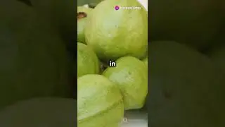 Guava: The Superfruit You Didn't Know About! 🍈 #guava