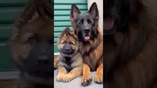 #germanshepherd #dogcuteness #puppy