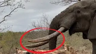 Elephant Pushes Tree to Access Nutritious Leaves