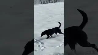 Ит адамның досы #ит #собака #собаки #щенок #dog #dogs #qen #txakurra #сабака #куче #pas #ci #kutya