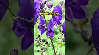 Топ-5 самых ядовитых растений, о которых вам нужно знать!