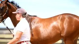 Lot 398   Lean Mean Machine x Eloquent Ruby   Bay Filly