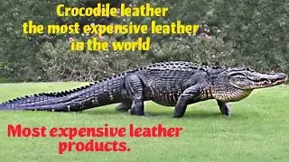 Most expensive leather in the world. Crocodile leather products.