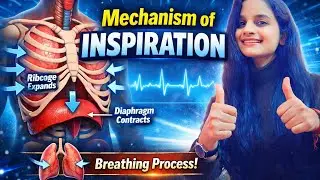 Mechanism of Inspiration Explained | Human Respiration | NEET | Easy Explanation | Class 11 Biology