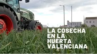 Cosecha de cebollas en la huerta valenciana
