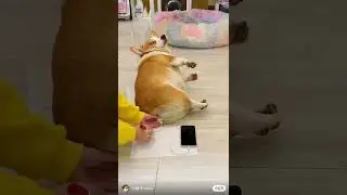 Dog can generate power?
