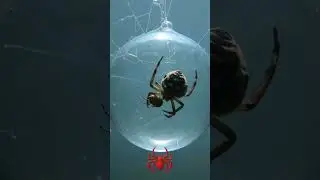 The Underwater Web  Secrets of the Diving Bell Spider