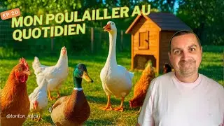 Episode 20 Mon poulailler au quotidien 🐔 | Entretien, nettoyage et astuces de Tonton Mica