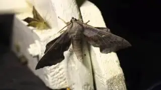 Laothoe populi - Li&scaron;aj topolov&yacute;