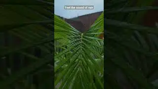 Sound of Rain by Manu #rain #shorts #barish #subscribe