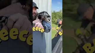 Humane Wildlife Removal: The Sitcom Version! 🦝📺 #wildliferescue