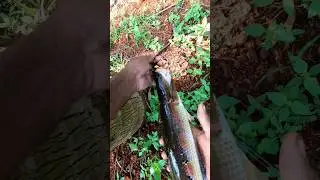 fish hunting#fishing #snakehead #angler