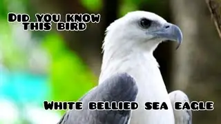 white bellied sea eagle | facts of white bellied sea eagle