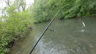 Day 1 Testing Single Hooks vs Treble Hooks With Some Big Browns Caught