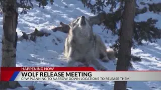 Colorado Parks and Wildlife holds meeting to narrow down wolf release locations