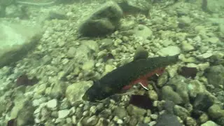 Laichzeit der Saiblinge