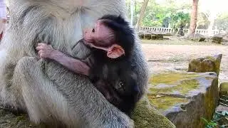 OMG?? P@@r Newborn Baby Monkey No Oxigen While Mother Tries To Wake Her Baby Up | Tearful Moment