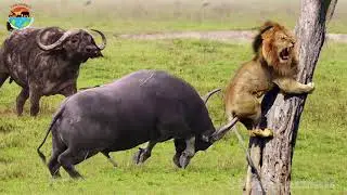 Lion Receives Fierce Attacks From The Buffalo Herd | Wild Animals Attacks