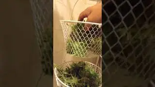 Crop king seeds haze extreme harvest