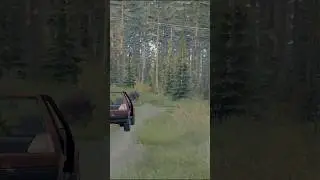 How to deal with bears in DayZ #shorts #dayz