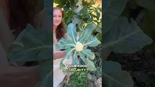 Take back control of your food security!  They are poisoning us with food!
