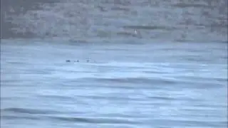 Velvet Scoter off Aberavon Beach 9Jan11