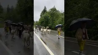 early morning, pouring rain, goats cows horse go to the swiss alps 🇨🇭☔️🐐🐄⛰️🫶 #cattledrive #2onroute