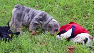 Shrinkabulls Thunder & Shrinkabulls Son