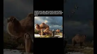 When Camels Roamed North America 🐪❄️ | Ice Age Fossil Discovery #shorts #prehistoric #iceage