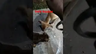 Annimals lovers Daily Routine Dogs Eat to Chapati #animals #animalsvideo #Goutam vlog
