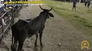 TOROS en LA ARENA de CHITRÉ | 26 de diciembre | Wolf Productions 🤠🐂