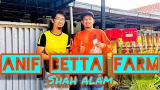 Melawat Farm ikan laga di Shah alam/betta fish/ikan padu.
