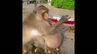 Uncle fats mega chonk sub