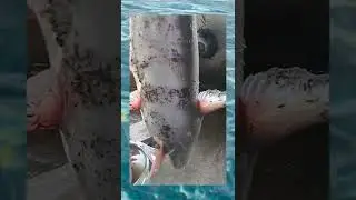Basa fish