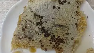 (482)巣落ちしたニホンミツバチの巣板から初めて蜂蜜を絞ってみました🐝虫は出ません#ニホンミツバチ#採蜜#巣蜜#巣落ち