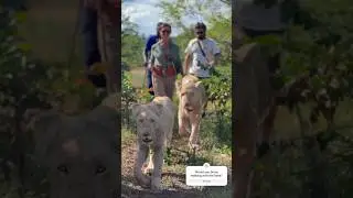 Walking with the Lions, Zimbabwe. #bigcats #lions #africa #wildlife #nature